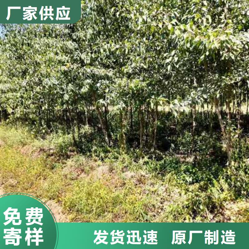 杜梨毛桃苗厂诚信经营