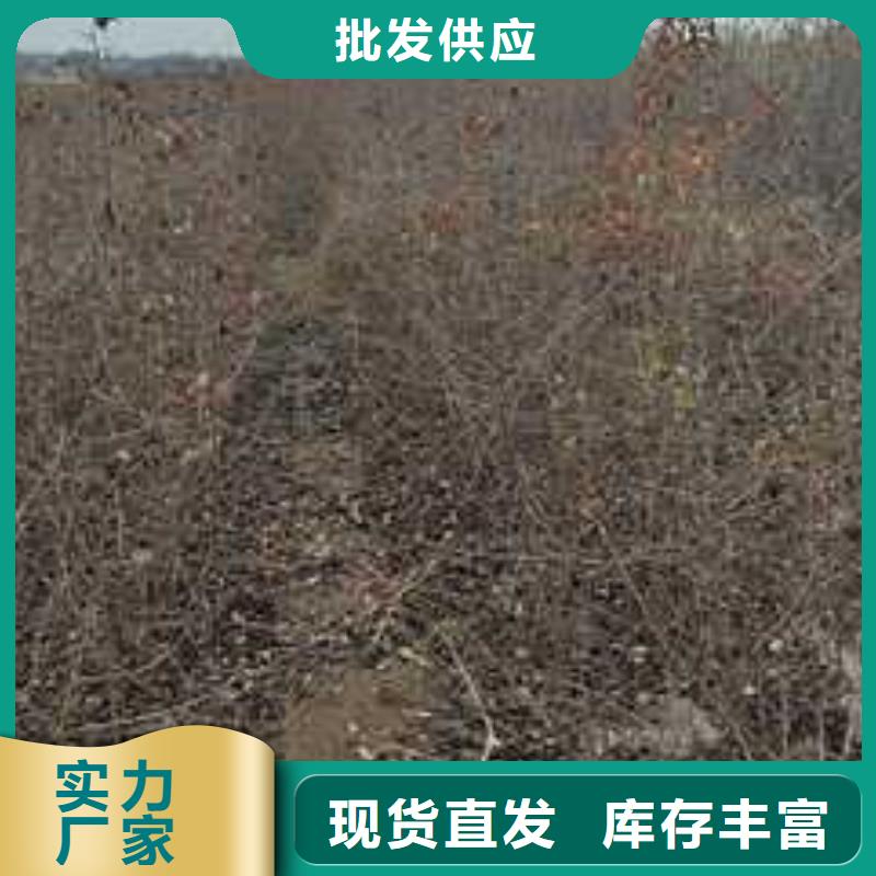 【杜梨_瑞蟠101桃树苗产地厂家直销】