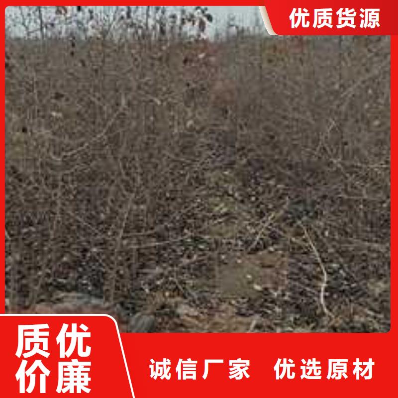 【杜梨】-皇冠梨树苗源头直供-华仁苗木繁育场(佛山市分公司)