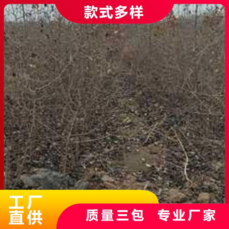 杜梨瑞蟠101桃树苗好品质经得住考验