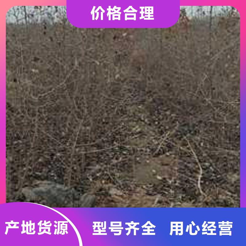 杜梨山桃苗就近发货