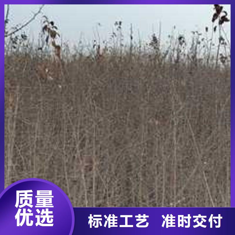 杜梨毛桃苗量大更优惠