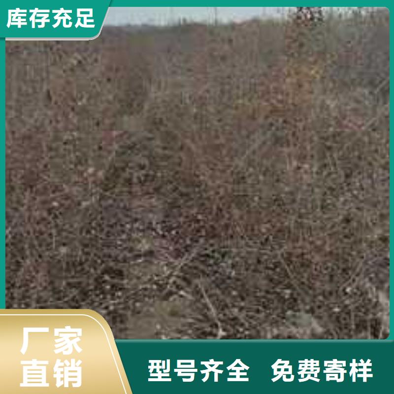 杜梨香酥梨树苗厂家直销直供