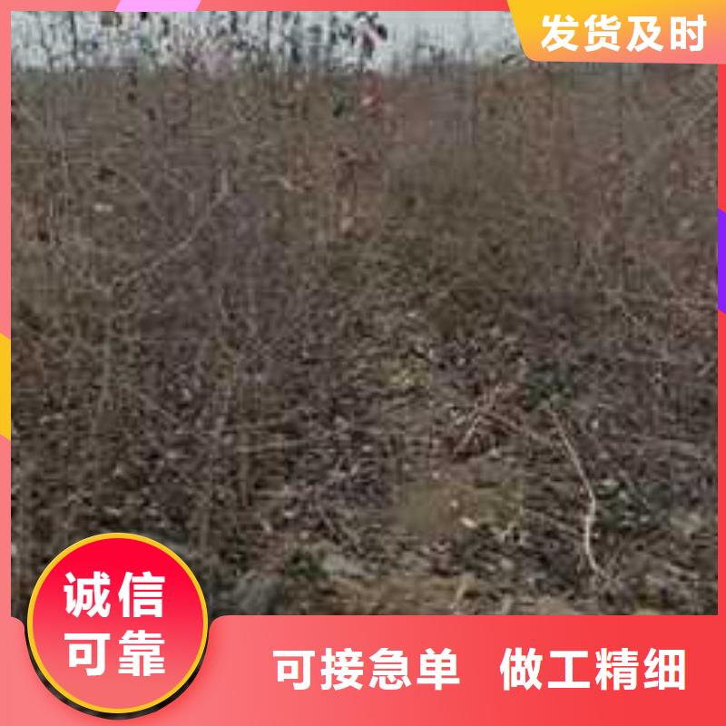 杜梨山桃苗厂家直销售后完善