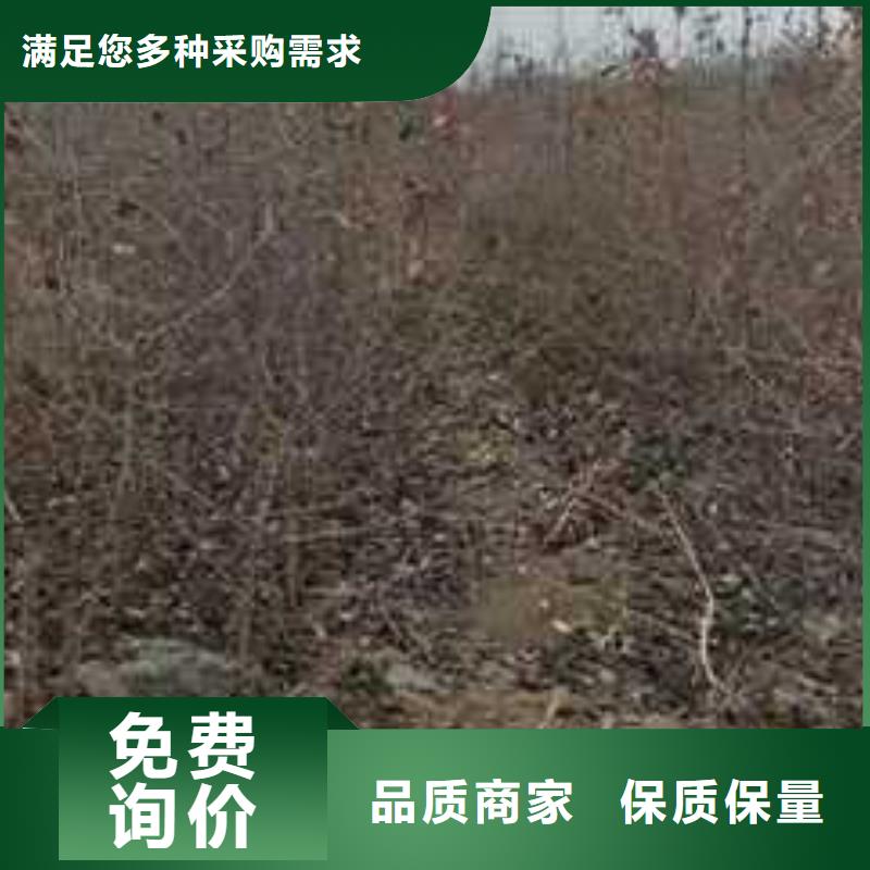 杜梨梨树苗基地做工精细