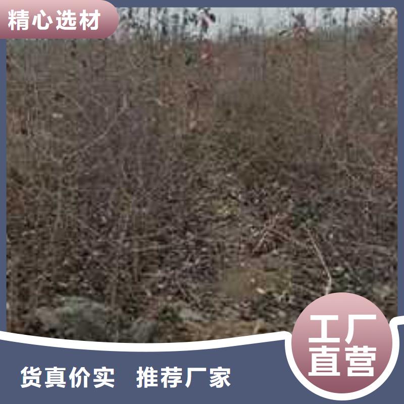 杜梨梨树苗基地推荐厂家