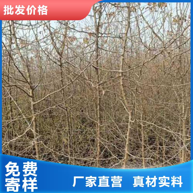 杜梨山桃苗性能稳定