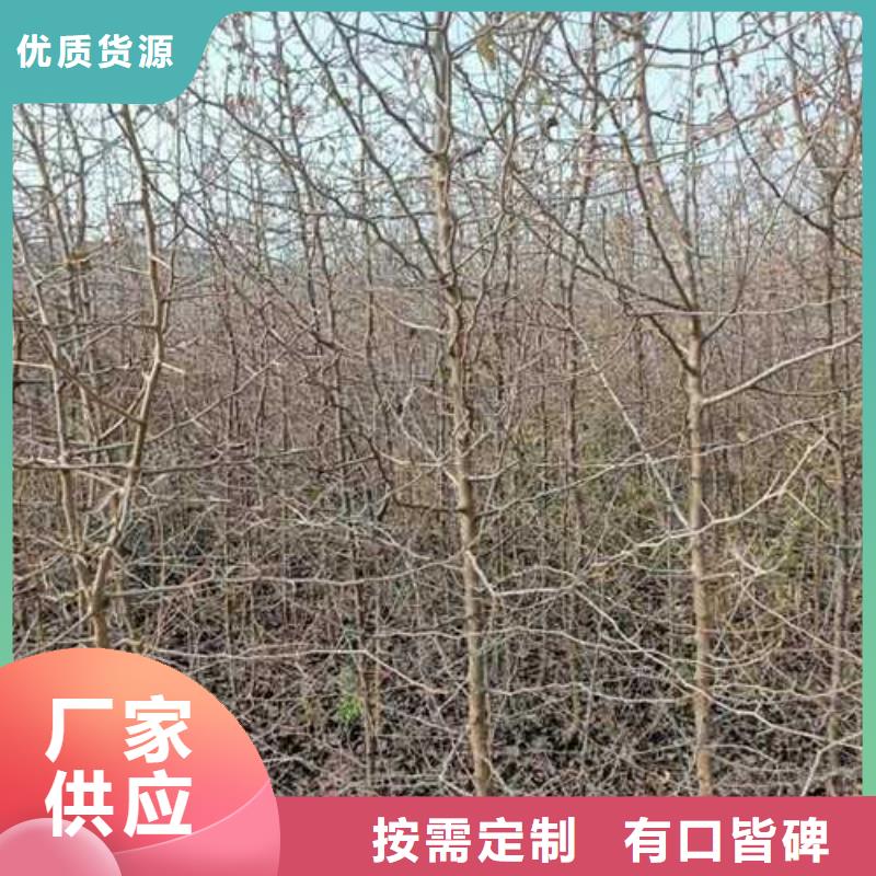 杜梨秋月梨树苗按需设计