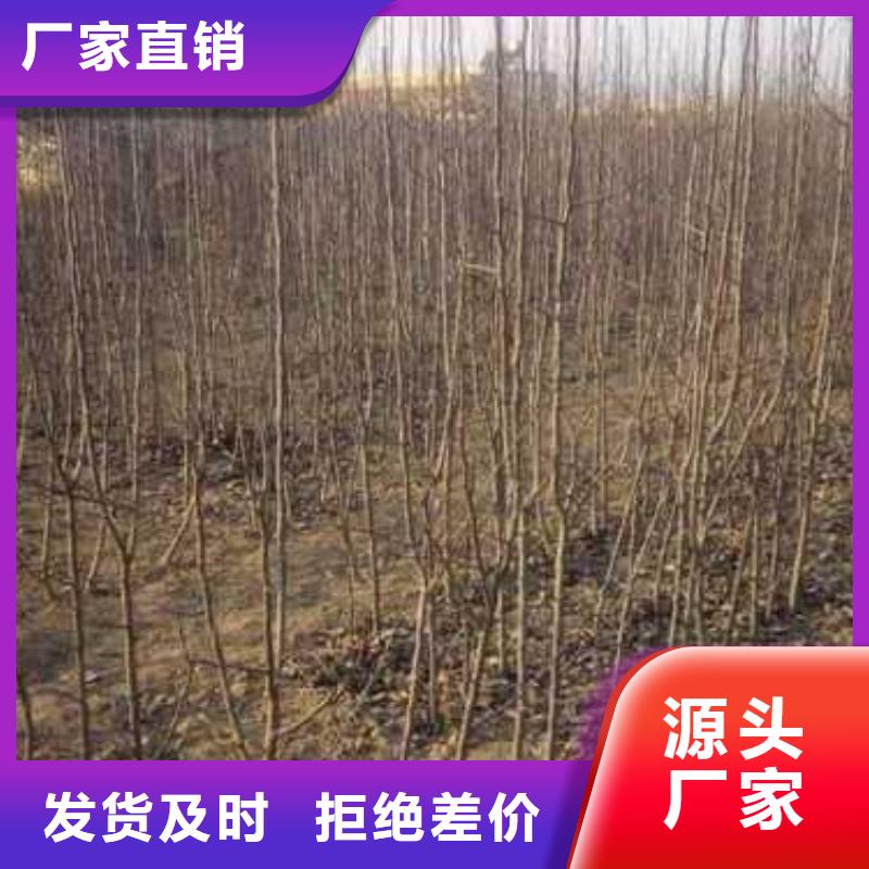 奥红一号梨苗视频-全椒|定远|合肥|黄山|铜陵|淮南奥红一号梨苗生产经验丰富-华仁苗木繁育场(滁州市分公司)