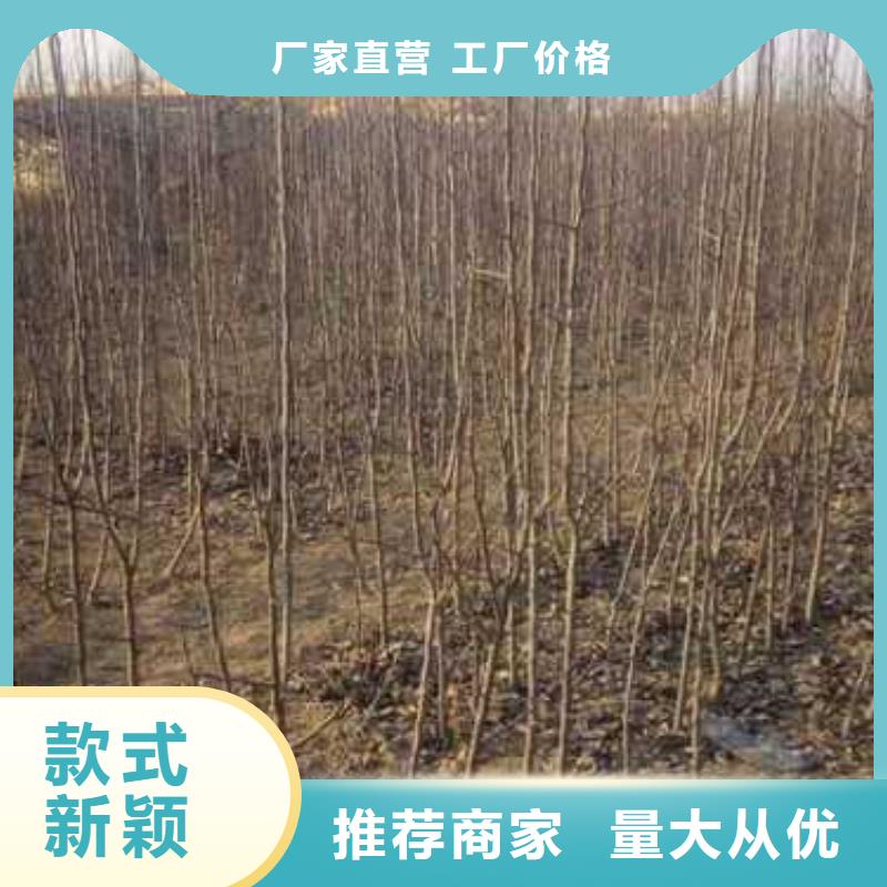 杜梨_梨树苗基地厂诚信经营