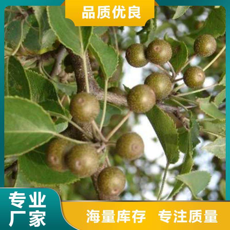 杜梨_新梨7号梨树苗货源足质量好
