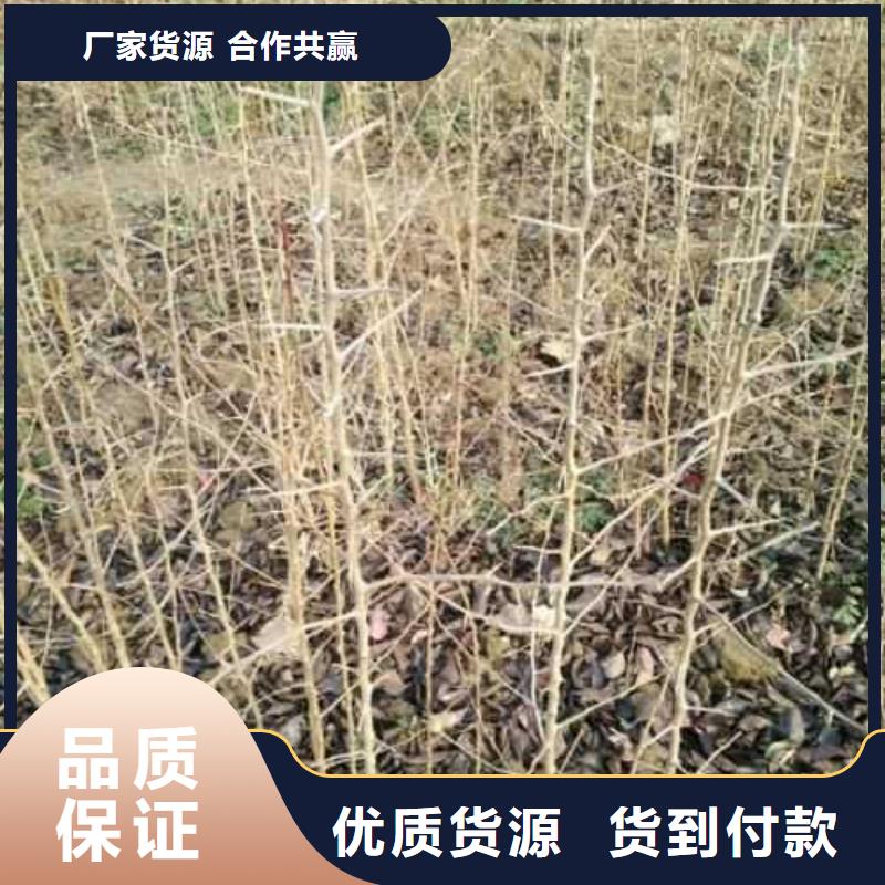 杜梨秋月梨树苗按需设计