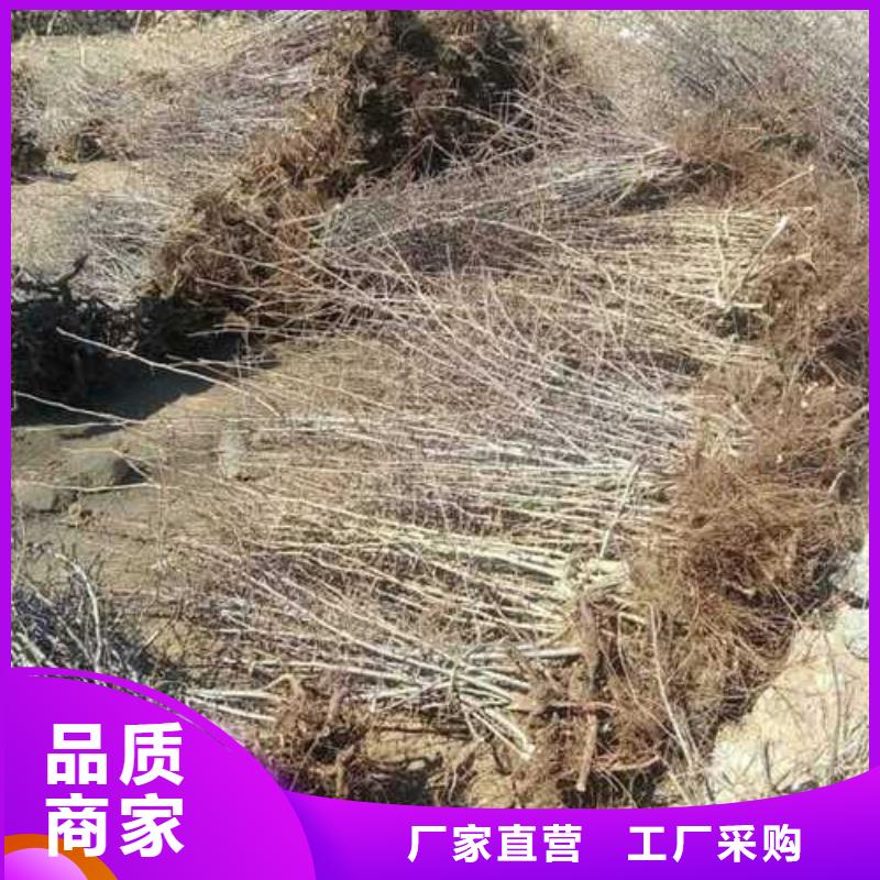 【杜梨】梨树苗基地好货有保障