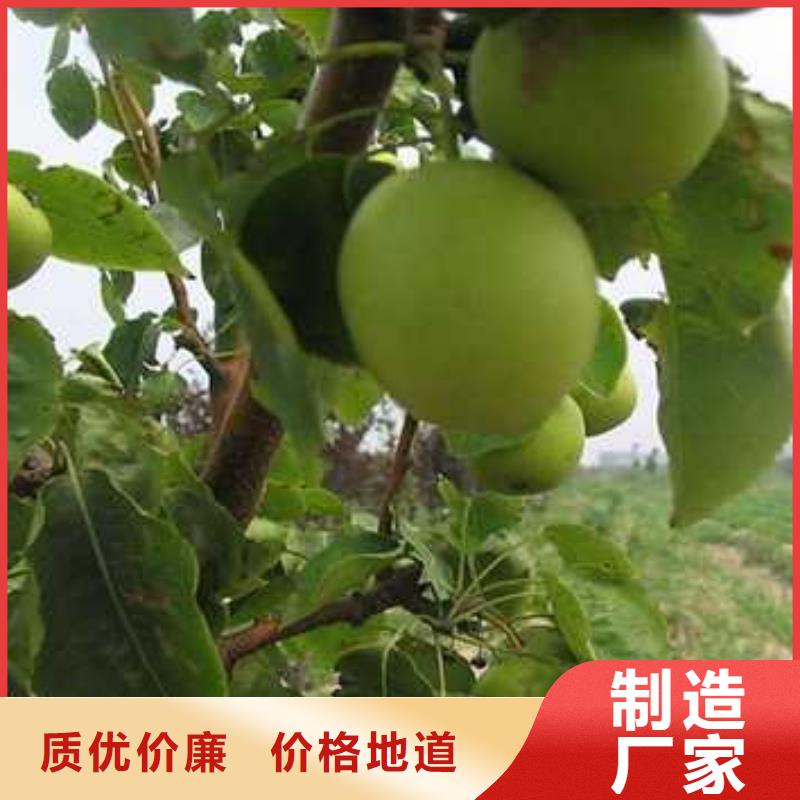 杜梨玉露香梨树苗实地大厂