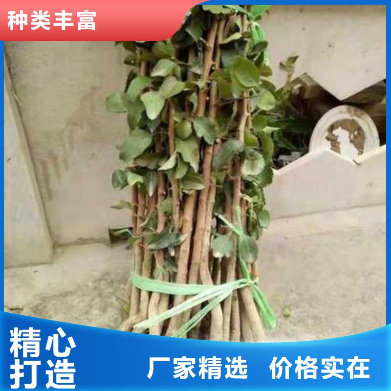 杜梨皇冠梨树苗品质保障价格合理