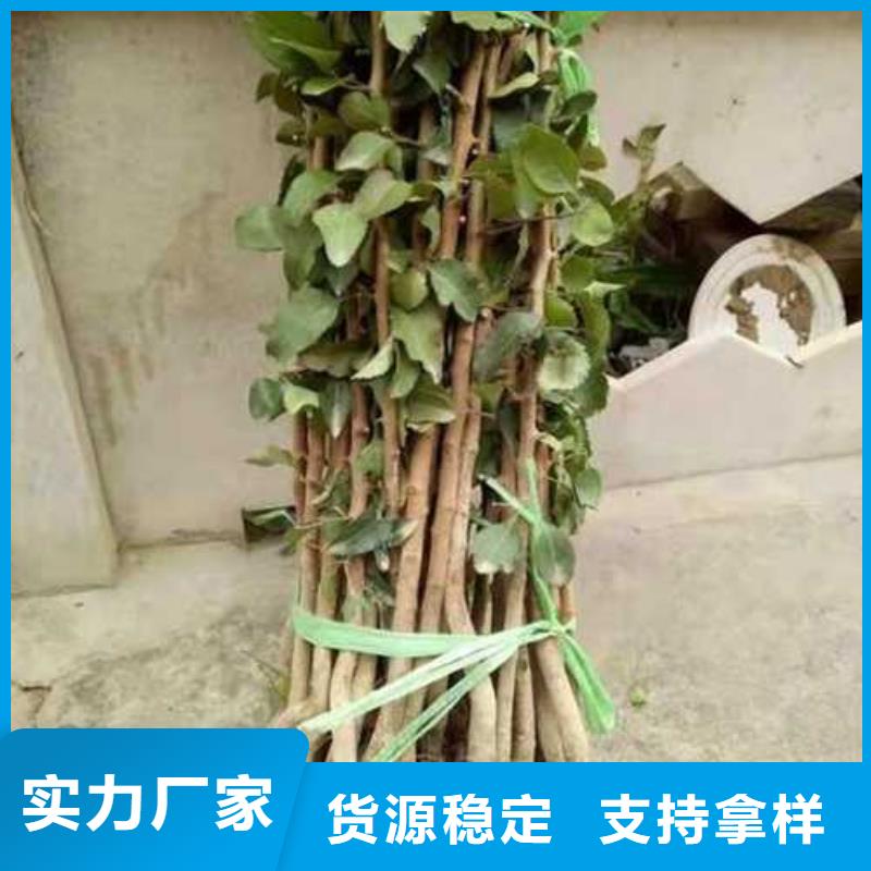 杜梨奥红一号梨苗安装简单