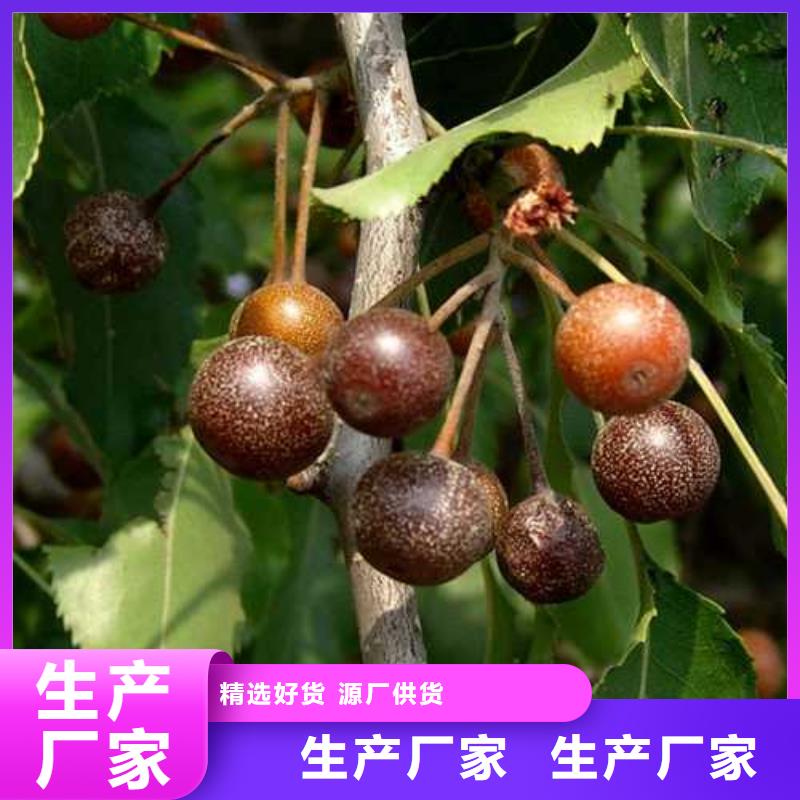 杜梨秋月梨树苗货源报价