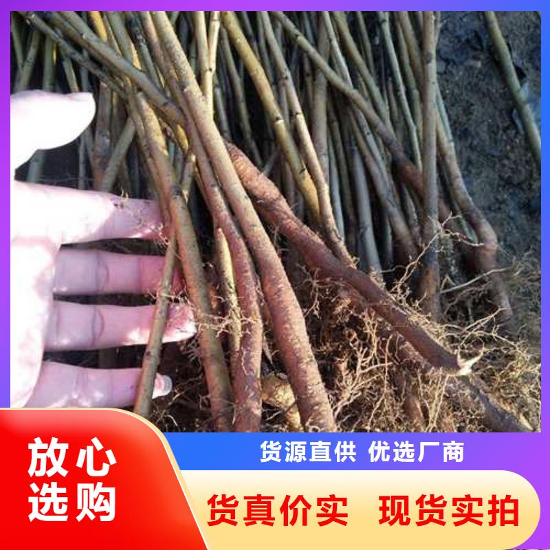 杜梨,新梨7号梨树苗颜色尺寸款式定制