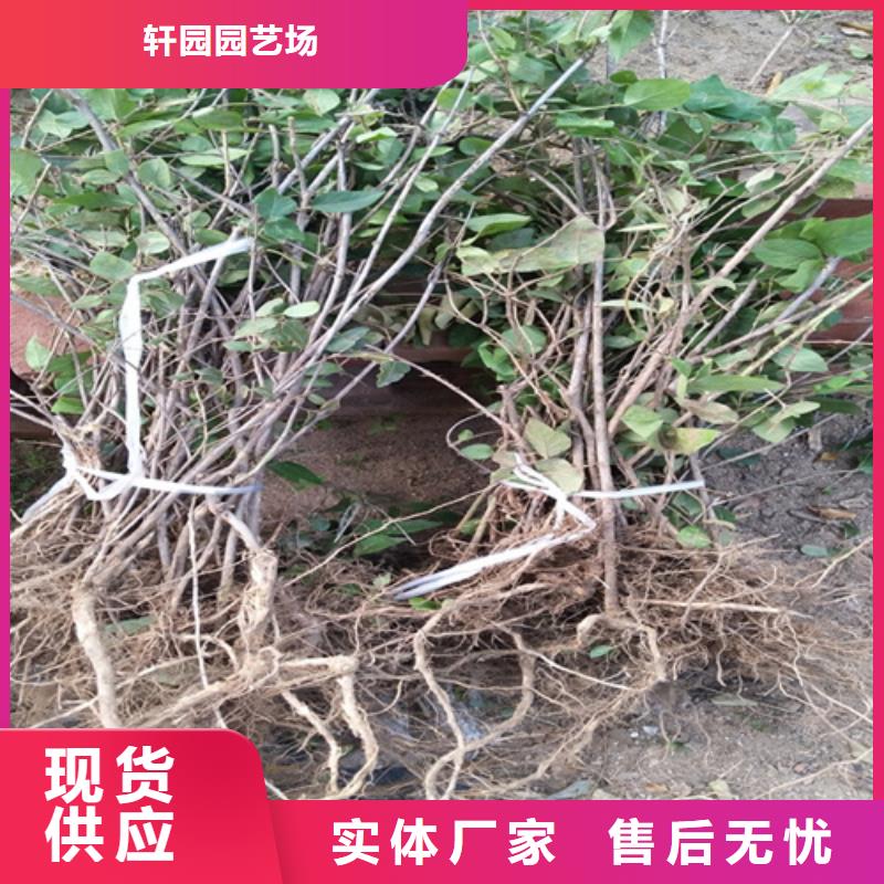 【杈杷果】苹果苗质量无忧