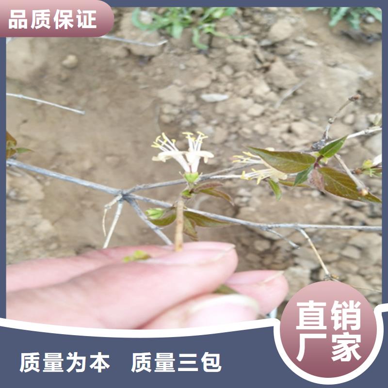 【杈杷果】苹果苗产地货源