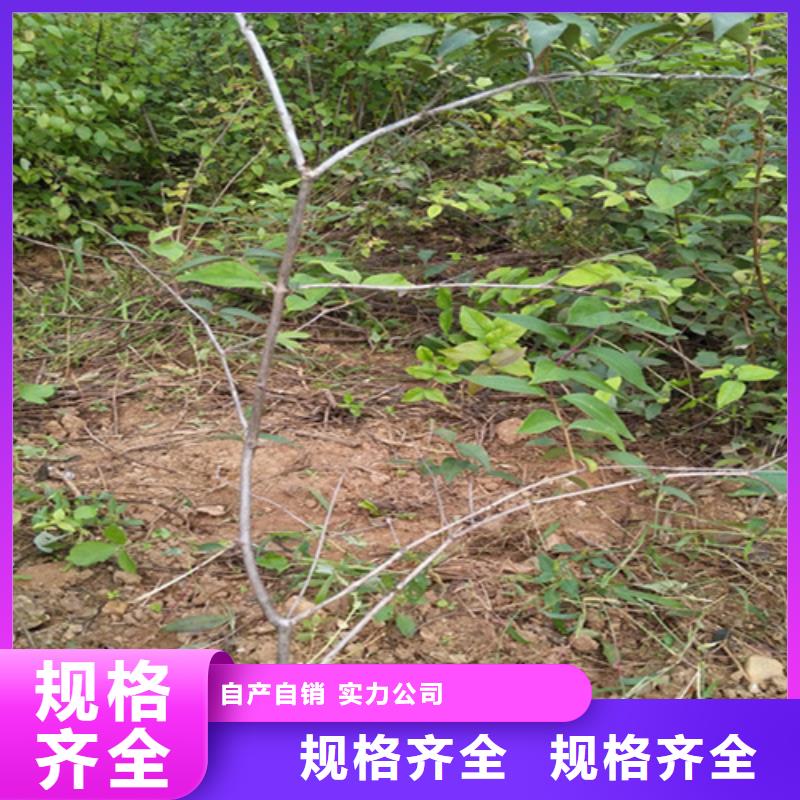 杈杷果_葡萄苗懂您所需