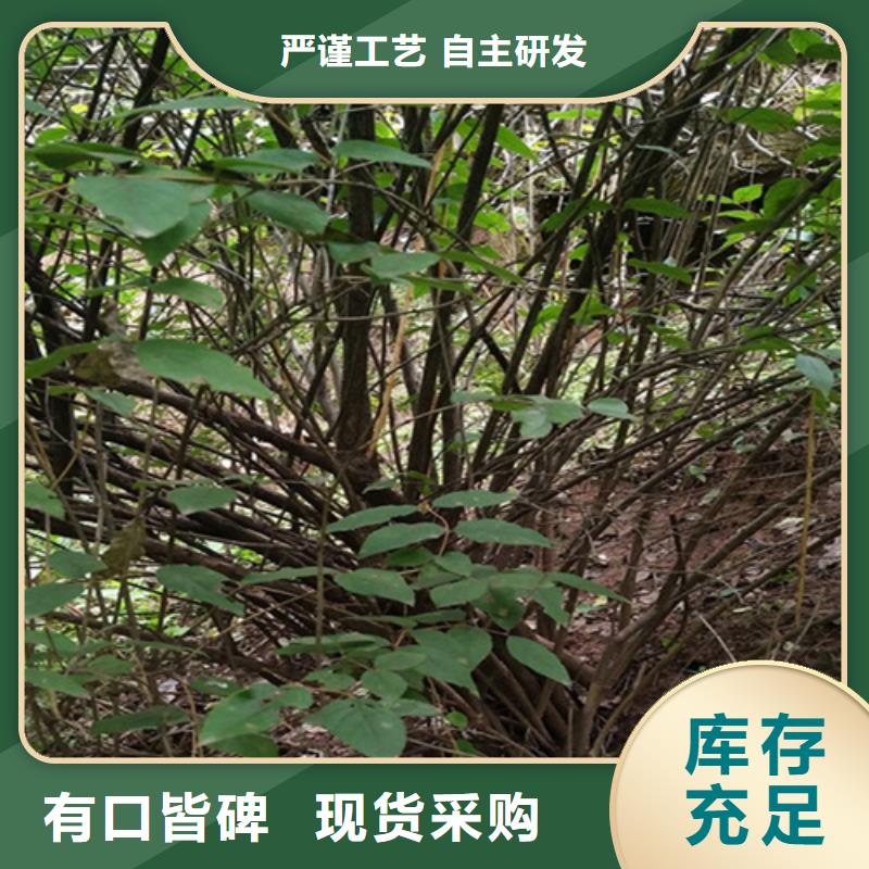 【杈杷果】苹果苗质量无忧