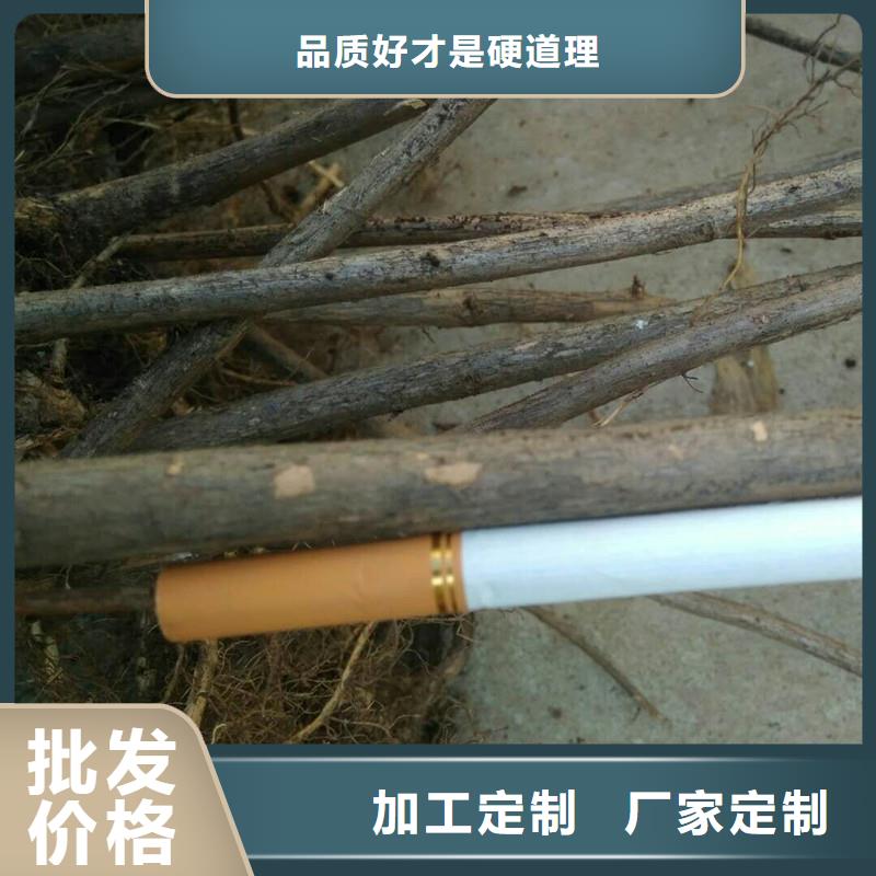 杈杷果_黄瓜苗源厂定制