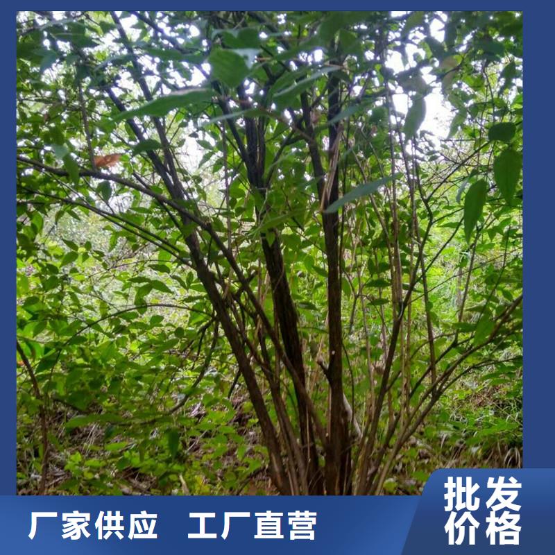 杈杷果苹果苗产地工厂