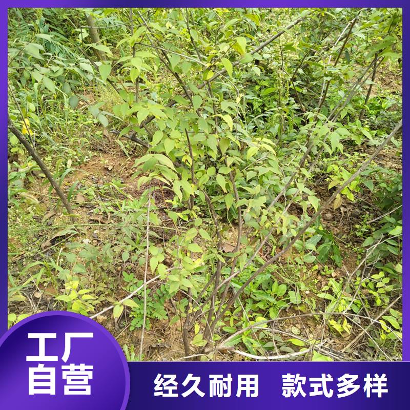 杈杷果蓝莓苗实拍展现