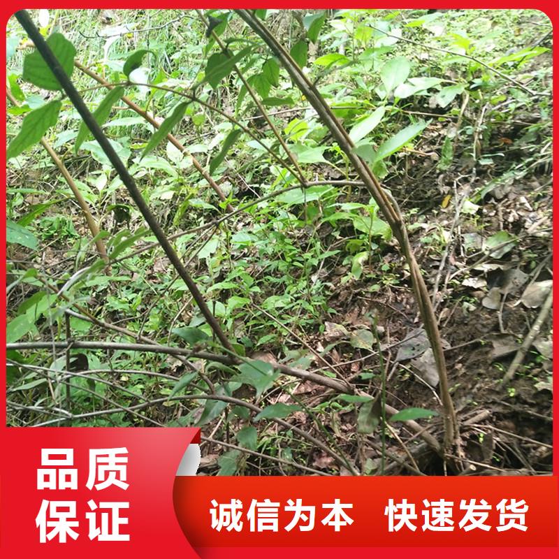 【杈杷果】苹果苗质量无忧