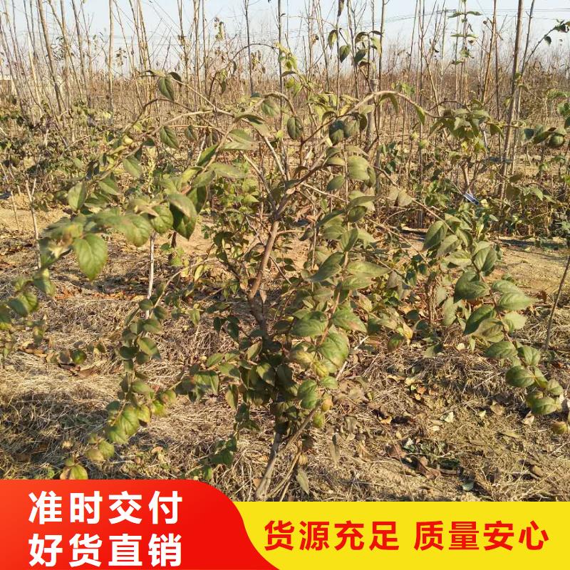 【杈杷果】樱桃苗批发价格