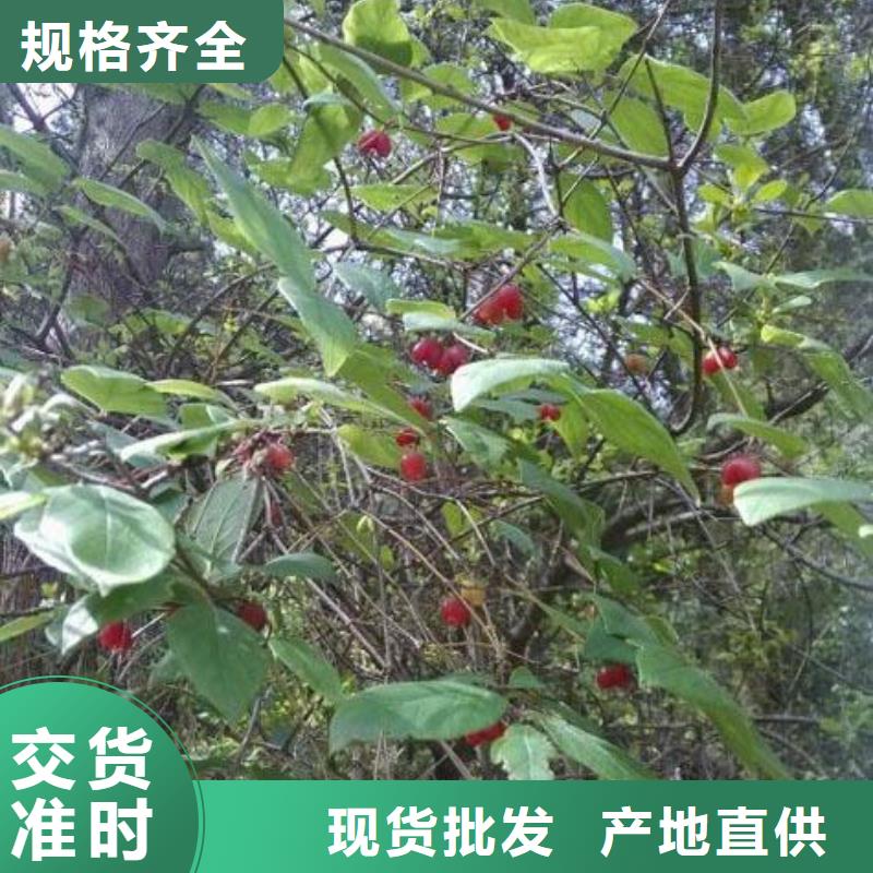 杈杷果草莓苗敢与同行比价格