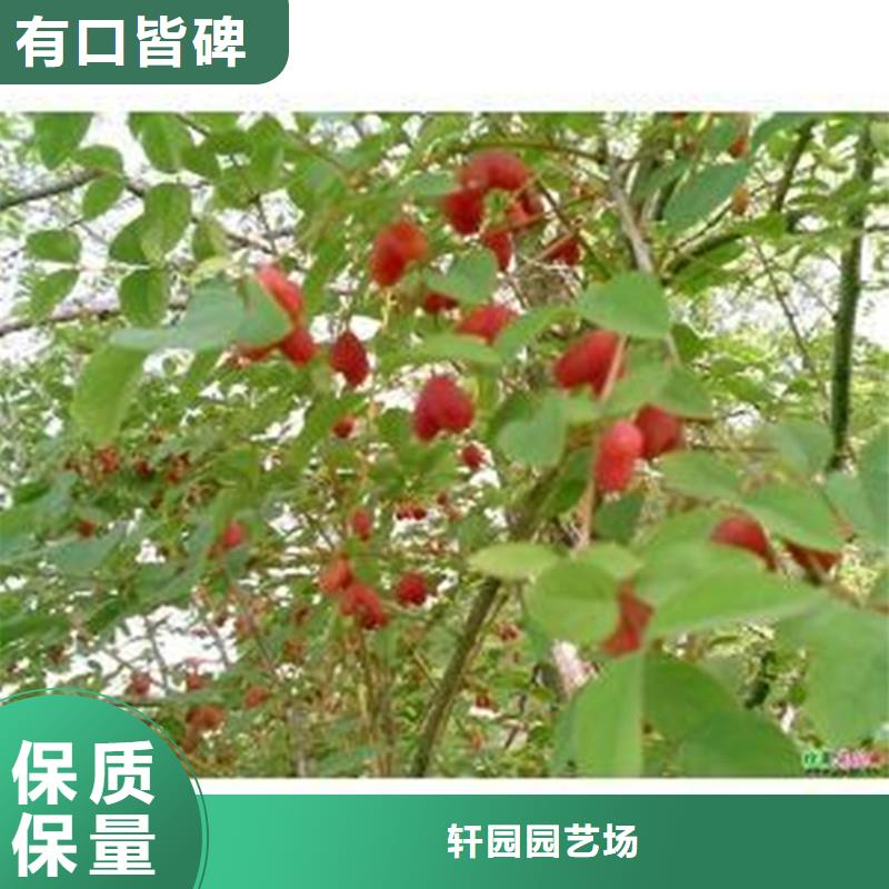 杈杷果无花果苗价格地道