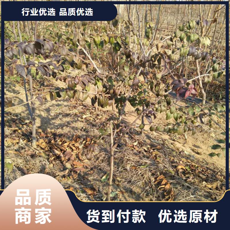【杈杷果樱桃苗质量看得见】