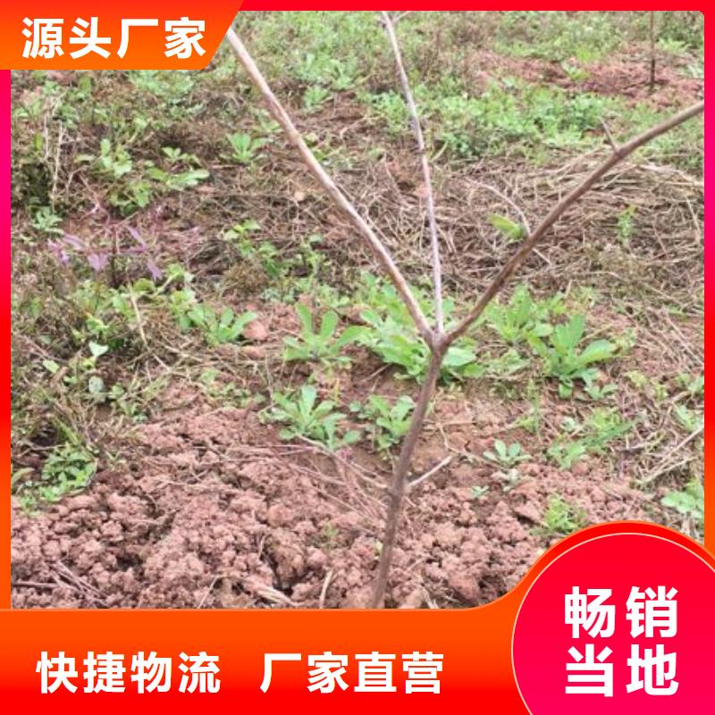 【杈杷果】苹果苗质量无忧