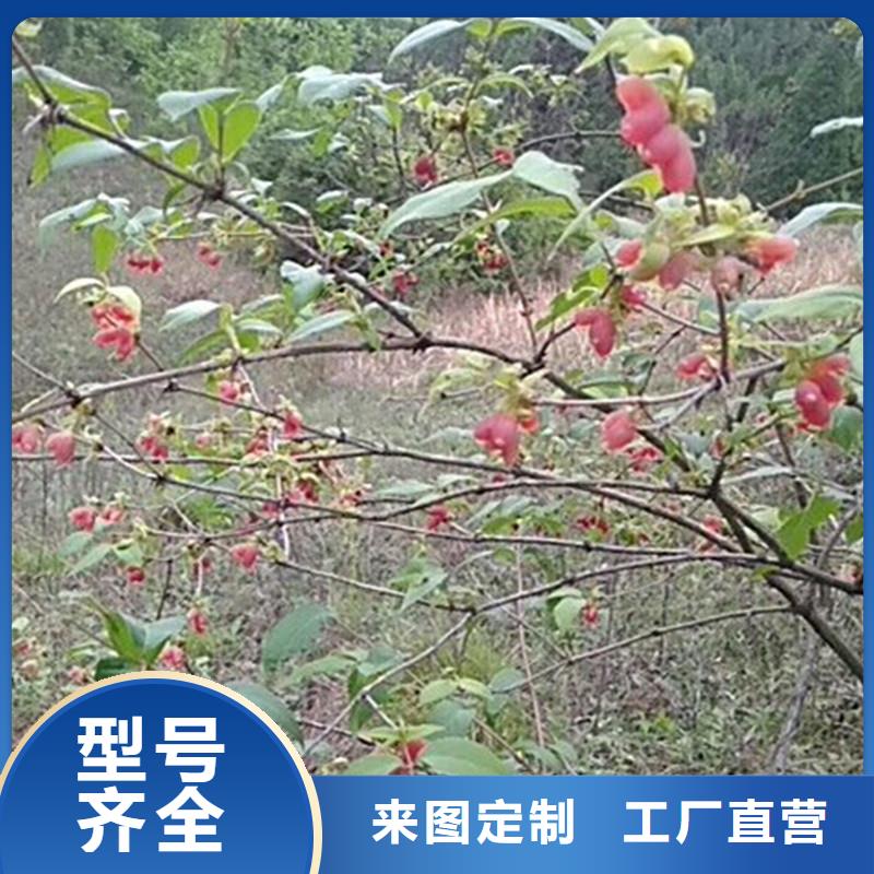 杈杷果苹果苗产地工厂