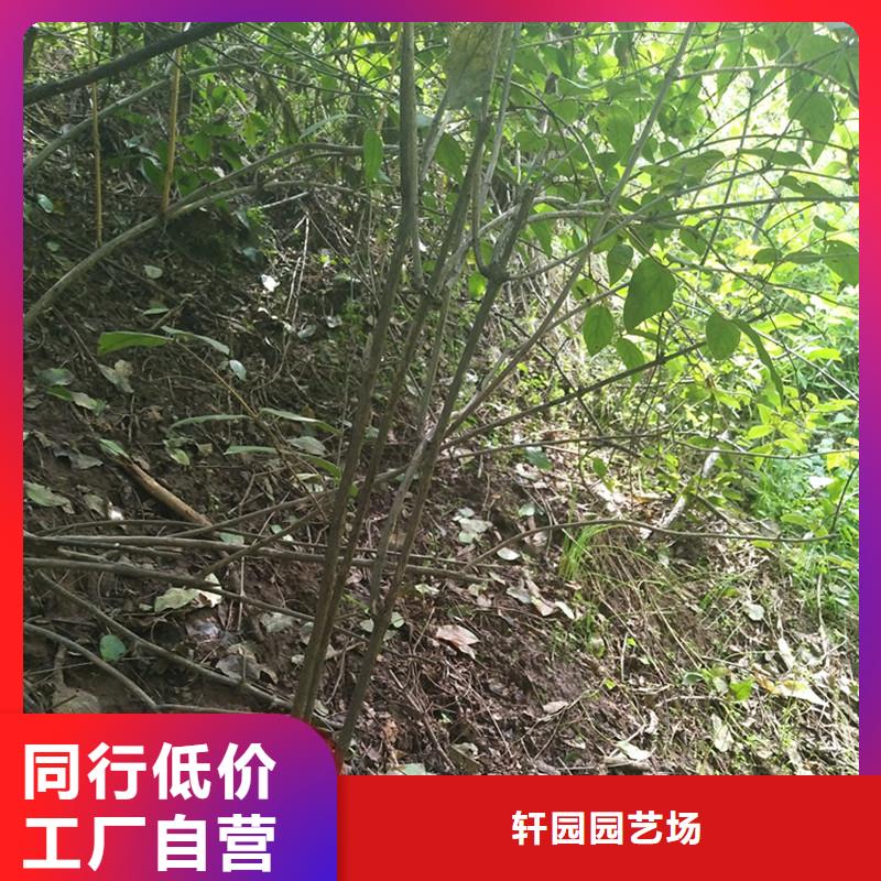 杈杷果苹果苗产地工厂