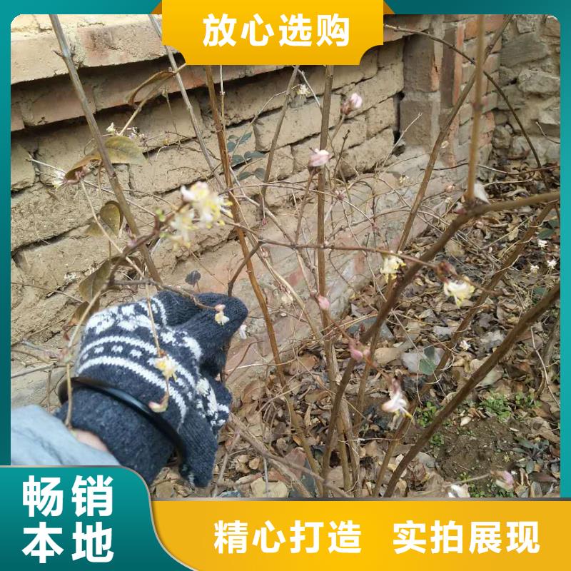 杈杷果_猕猴桃苗实拍展现