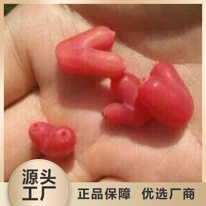 杈杷果无花果苗好品质经得住考验