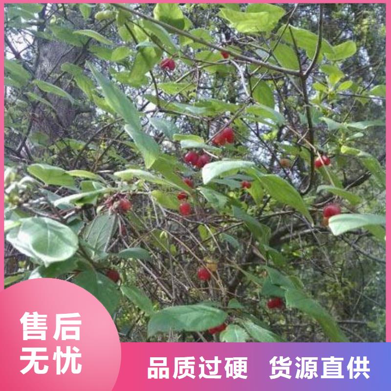 【杈杷果】梨树苗低价货源