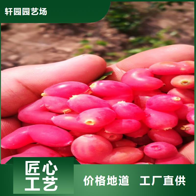轩园玛瑙红石榴苗【杈杷】苹果苗信誉有保证阿奇乐乐