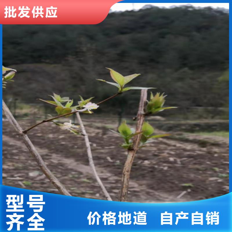 轩园玛瑙红石榴苗【杈杷】苹果苗信誉有保证阿奇乐乐