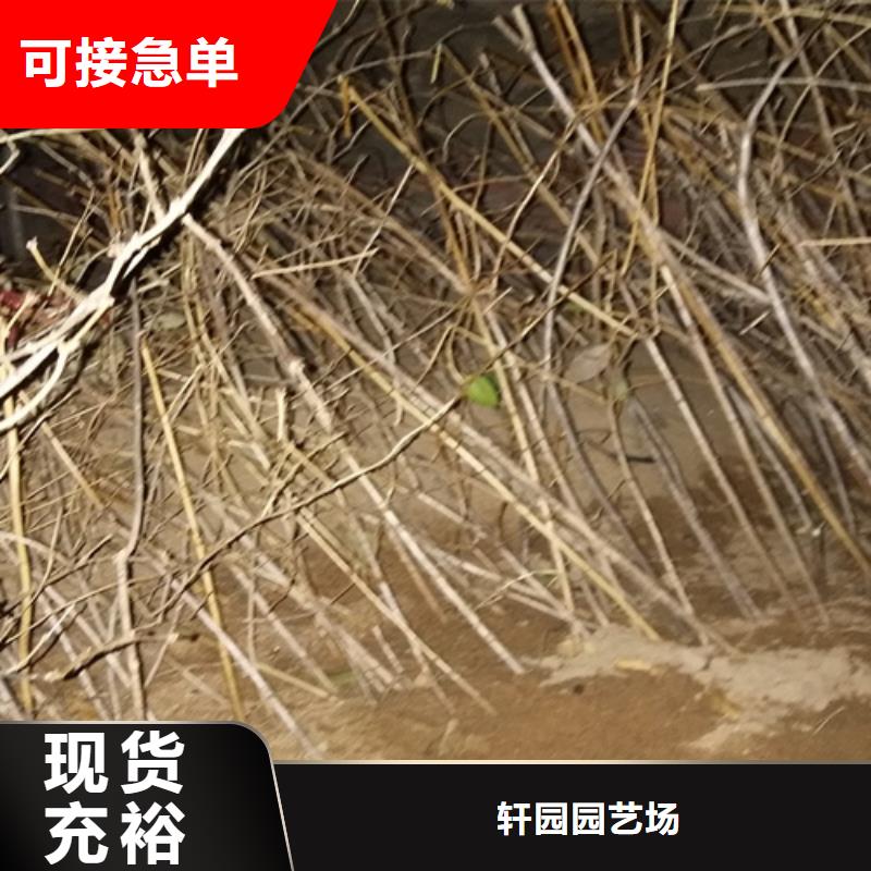 轩园玛瑙红石榴苗【杈杷】苹果苗信誉有保证阿奇乐乐
