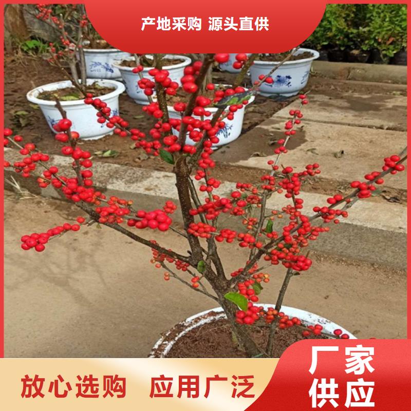北美冬青-蓝莓苗工厂直营
