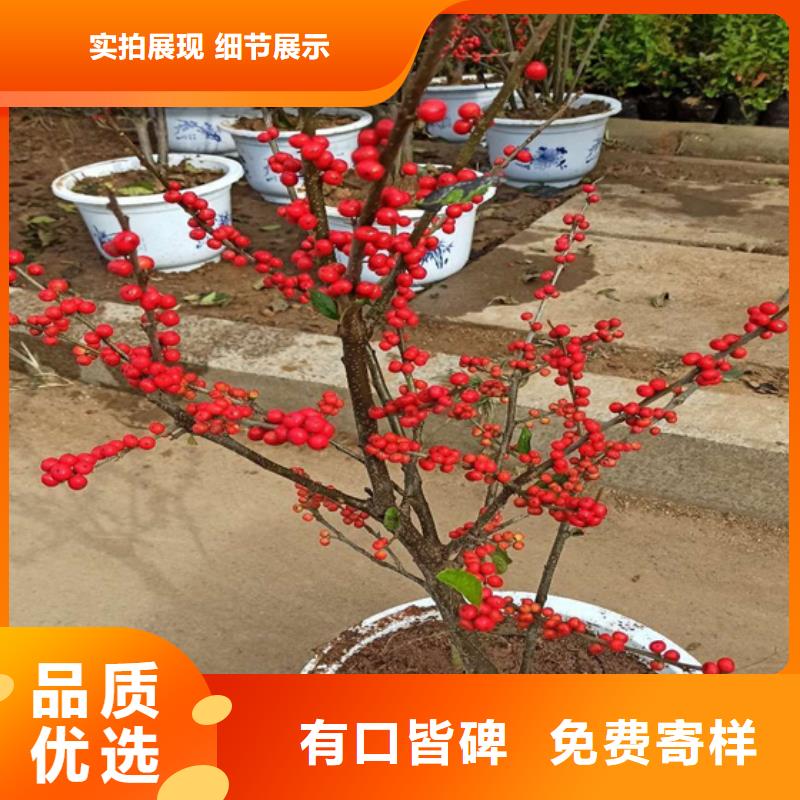 北美冬青-苹果苗支持定制加工