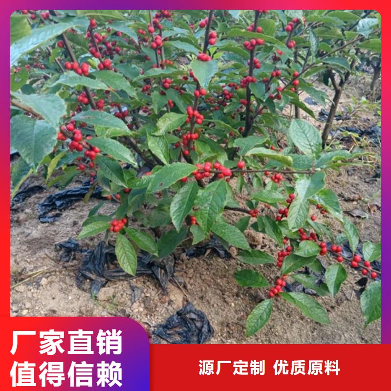 北美冬青【梨树苗】每个细节都严格把关