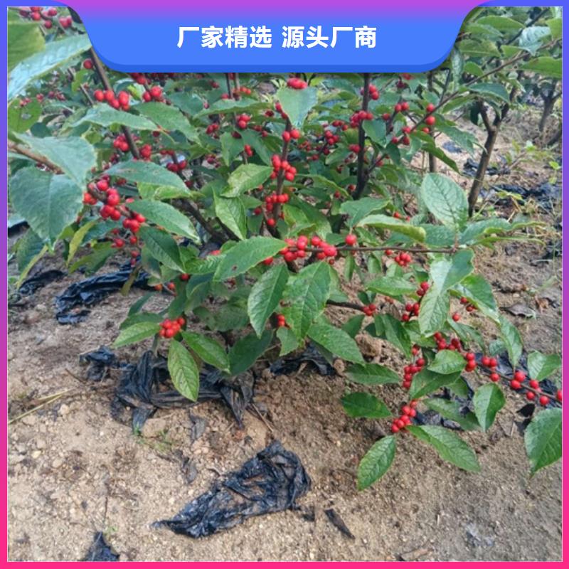 【 北美冬青 杏树苗品牌大厂家】本地品牌