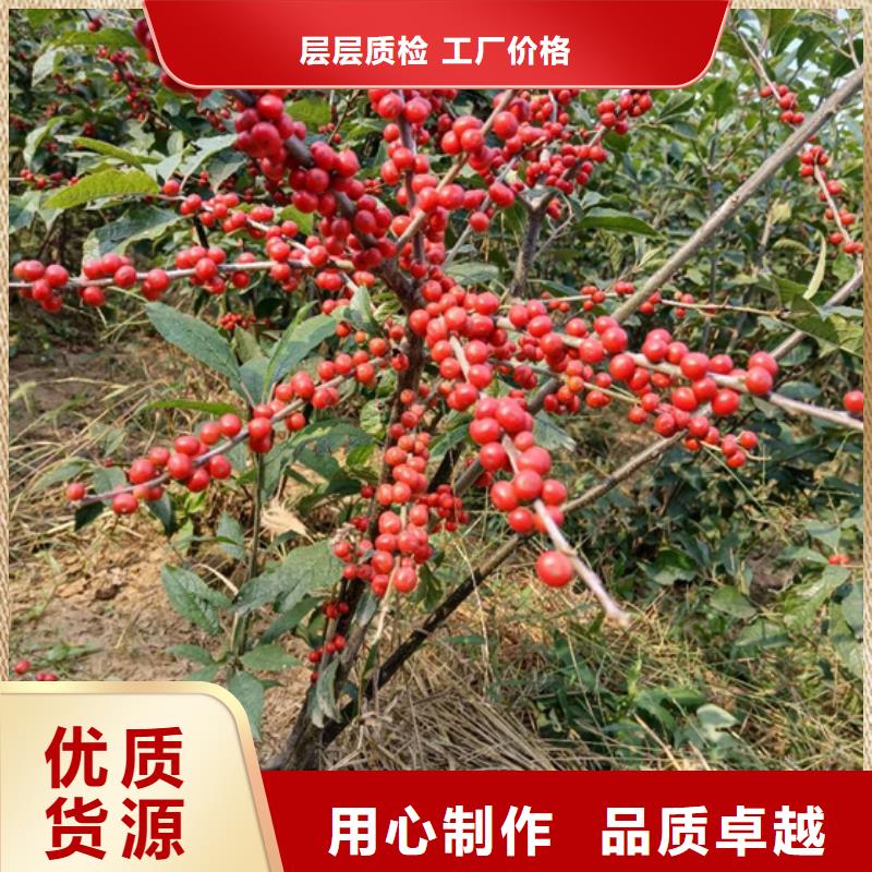 玛瑙红石榴苗视频-玛瑙红石榴苗|陕西省榆林市|靖边|横山|延安|宝鸡|西安|商洛|汉中