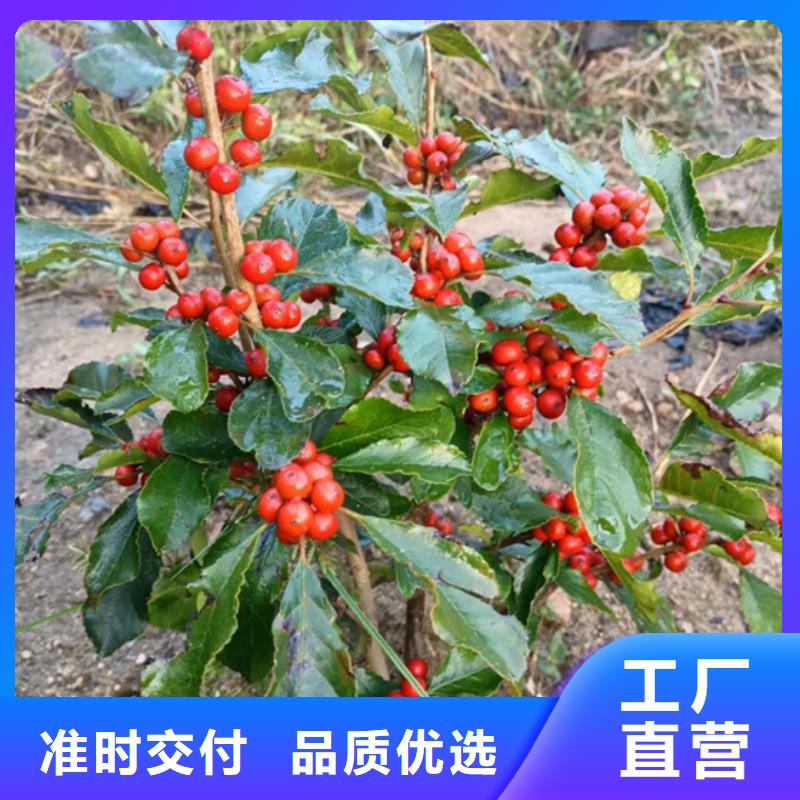 北美冬青樱桃苗应用范围广泛