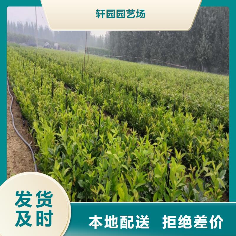 北美冬青,苹果苗免费寄样
